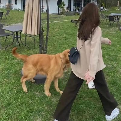 救猪行动